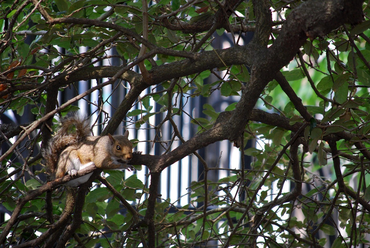 Charleston SC cityscape
