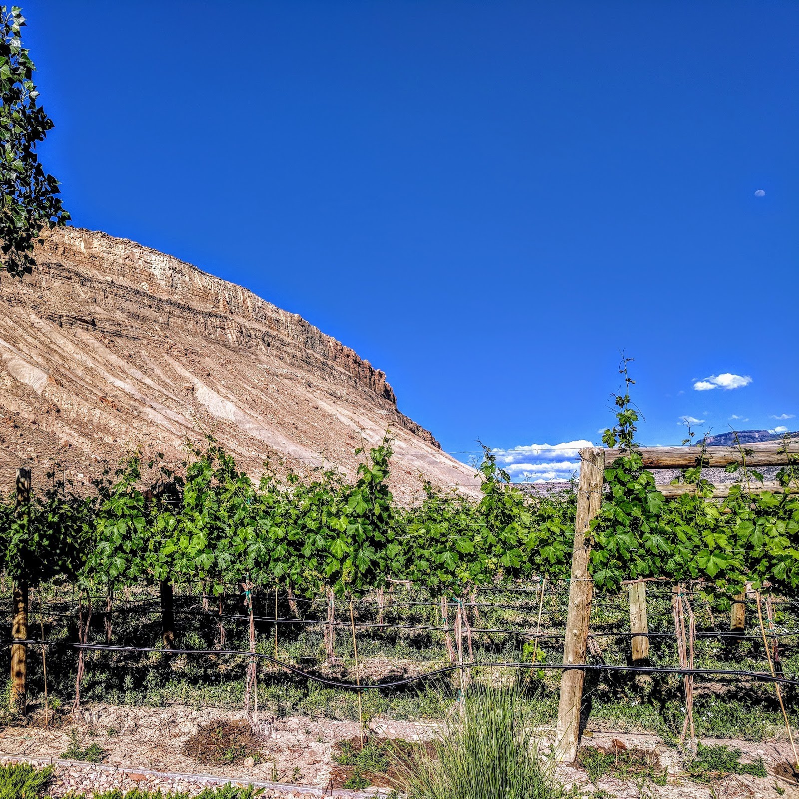 Grand Junction CO cityscape