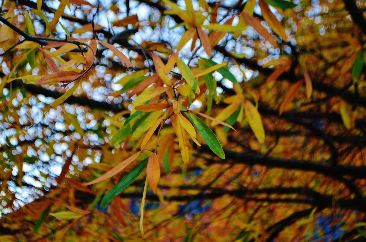 Greenville SC cityscape