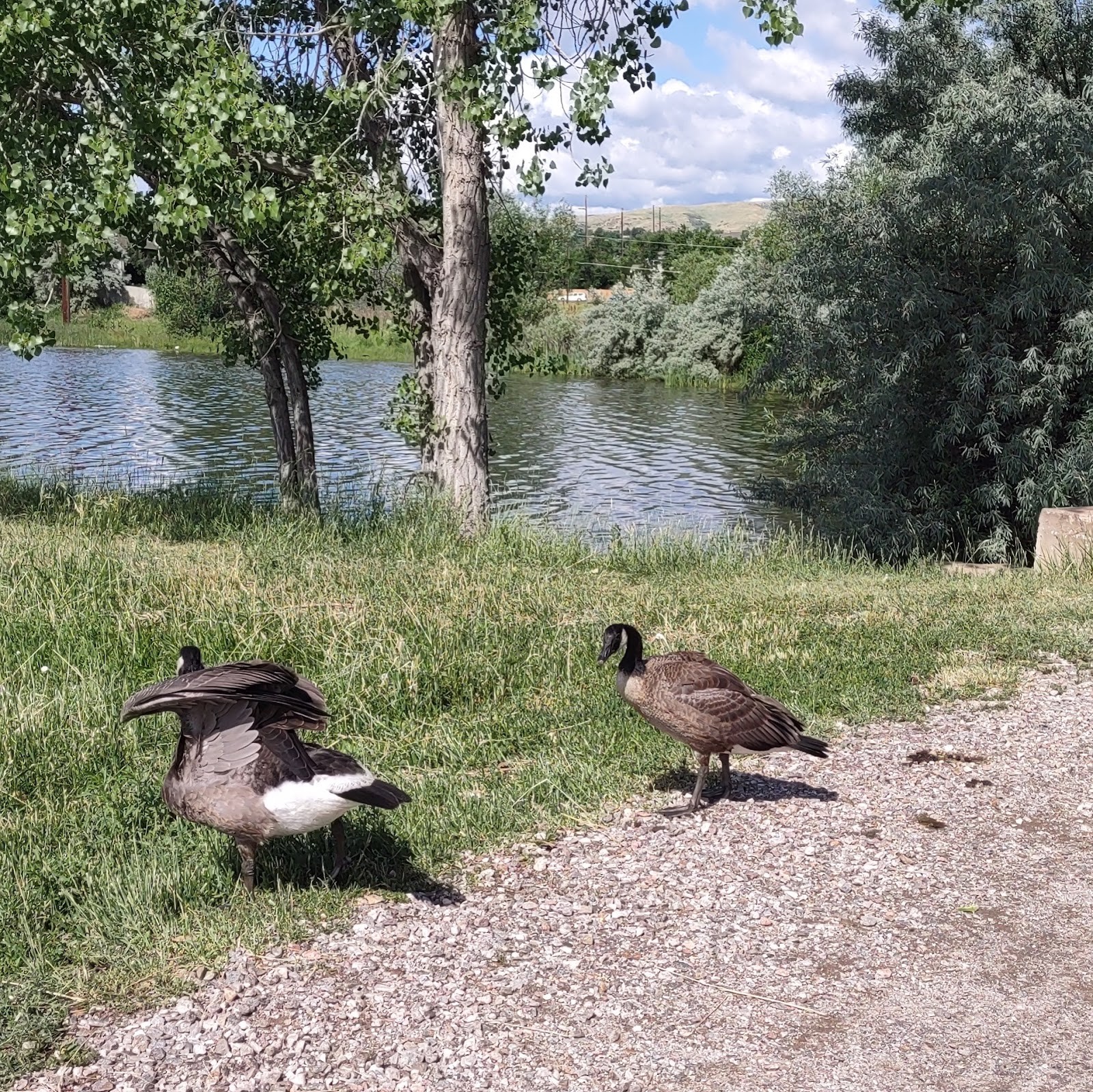 Lakewood CO cityscape