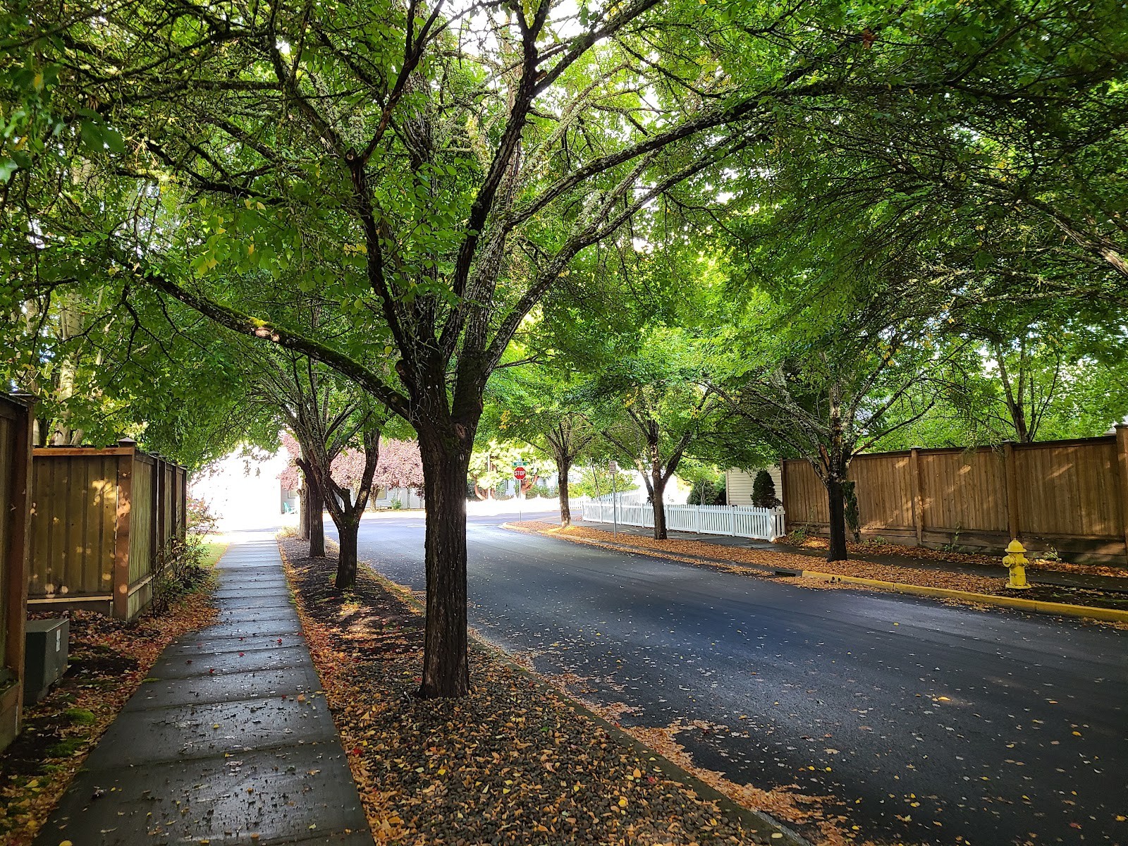 Mcminnville OR cityscape