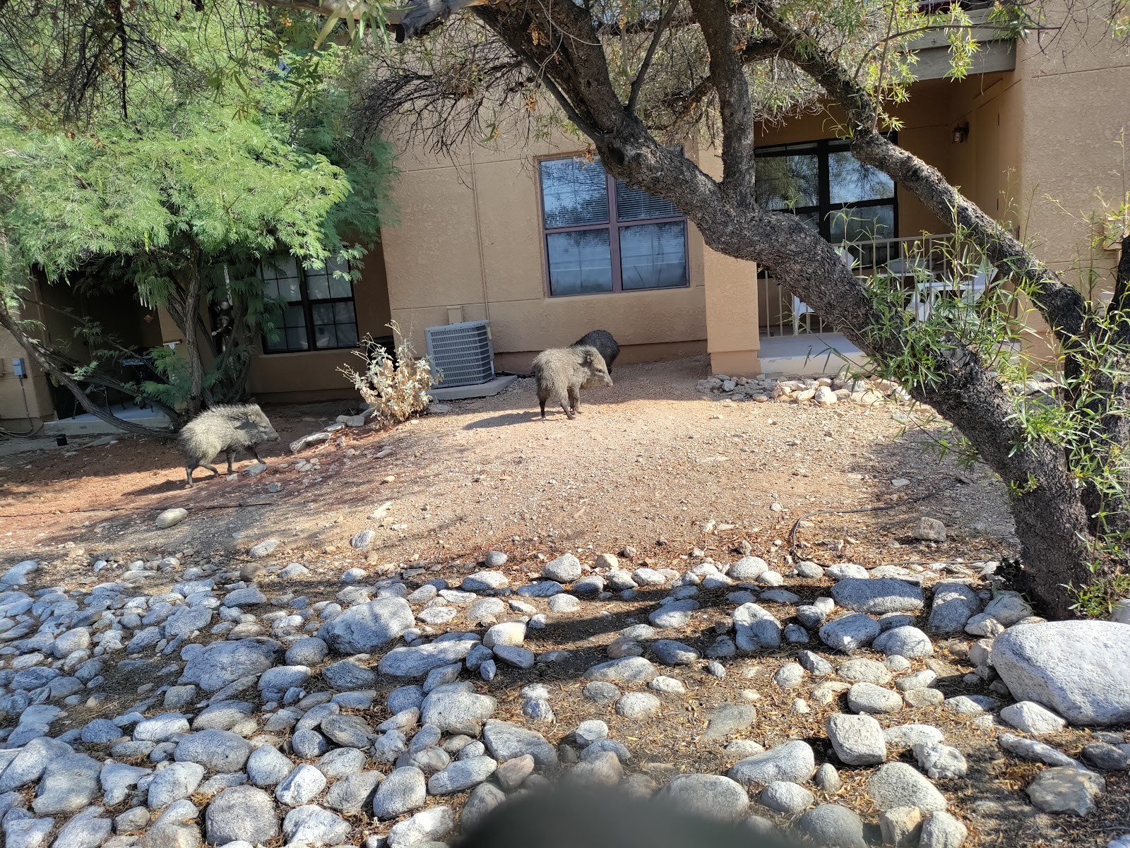 Oro Valley AZ cityscape