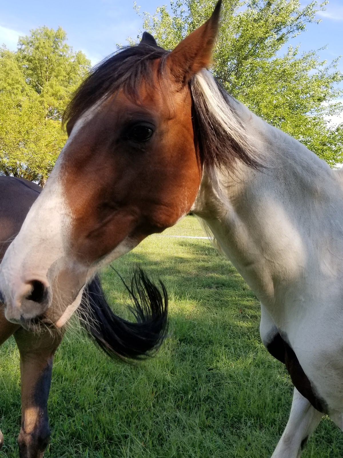 Wildwood MO cityscape